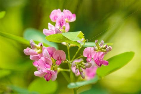 できる 日本 語 中級 pdf. 秋の七草は万葉集の山上憶良の短歌 「秋の野の花を詠む歌 ...