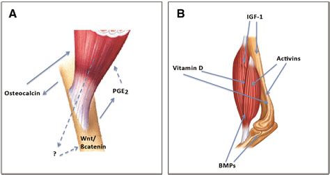 Bones in human body is the solid structure that helps in making the physical appearance of the body. Figure 1 from BMPs and the muscle-bone connection. - Semantic Scholar