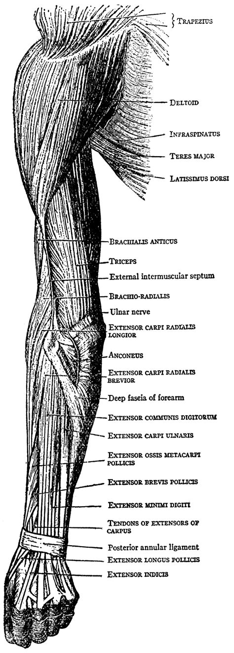 Muscles Of Arm