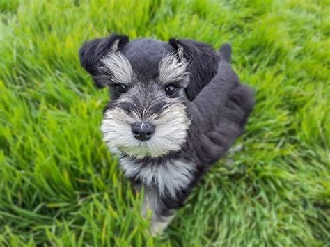 Only guaranteed quality, healthy puppies. Trained Miniature Schnauzer puppy - SO CUTE!! - YouTube