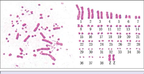 figure 3 from analysis of chromosome karyotype and banding patterns of chicken quail and