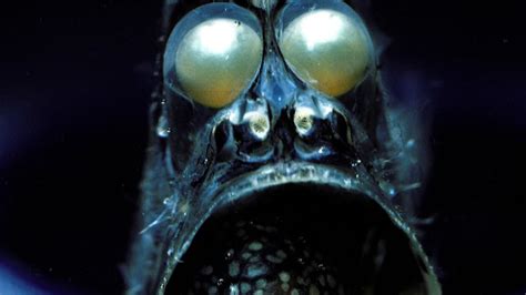 15 Most Bizarre And Shocking Underwater Creatures