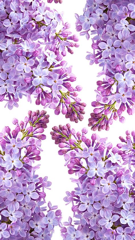 Lilacs Wallpapers Wallpaper Cave