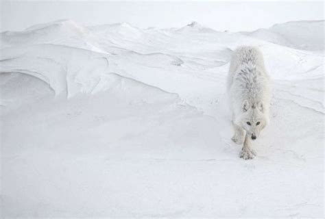Cibest2014g Arctic Wolf Wolf Photography Animals