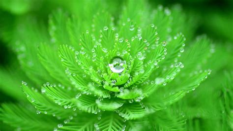 Hd Wallpaper Green Leafed Plant With Water Due Closeup Water Drops