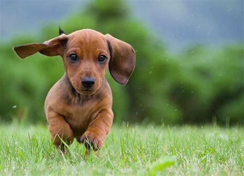 Doge is a p2p crypto for trading, performing online transactions, and rewarding others. Dog Stock Photos 15 Amazing Images