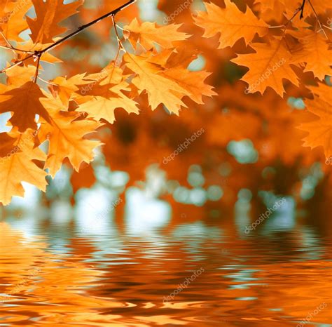 Red Autumn Leaves Reflecting In The Water — Stock Photo © Silverjohn