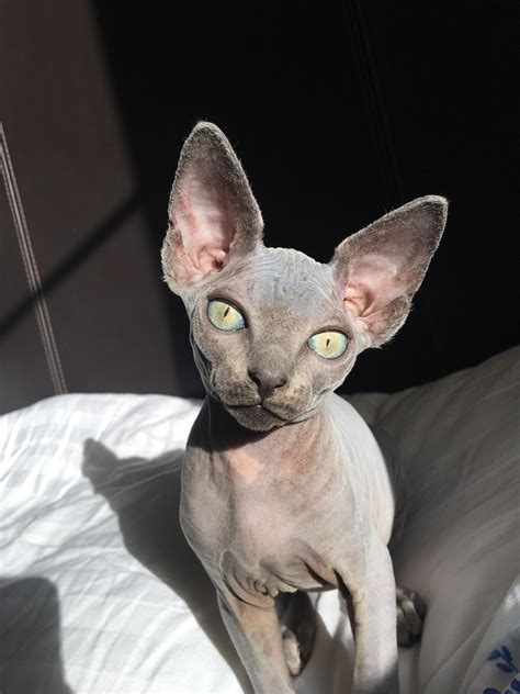 Baby Sphynx Cats For Adoption