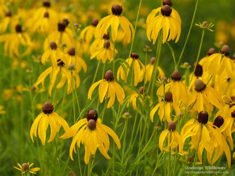 Ratibida Pinnata Gray Headed Coneflower