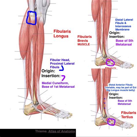 Peroneus Longus Distal Attachment