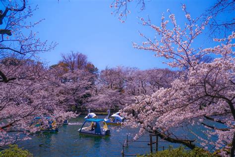 7 Beautiful Cherry Blossom Sakura Parks In Japan Travel Wish