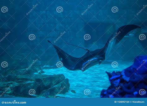 Manta Rays In Aquarium At Seaworld 12 Editorial Stock Image Image Of