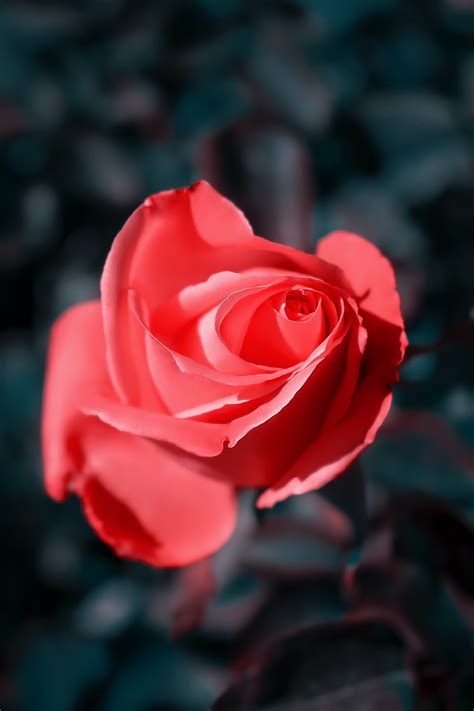 Single Rose Photos Download The Best Free Single Rose Stock Photos