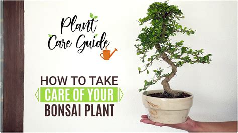 How To Take Care Of Your Bonsai Plant Plant Care Guide Youtube