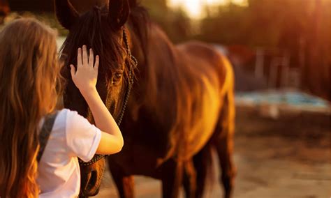 6 Signs That A Horse Trusts You Tips To Get