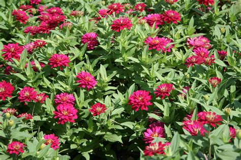 Plant Zahara Zinnia For Long Lasting Color Mississippi State