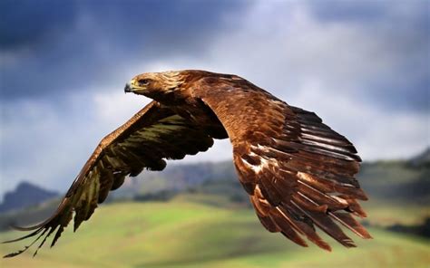 Golden Eagle National Bird Of Germany Interesting Facts About Bird