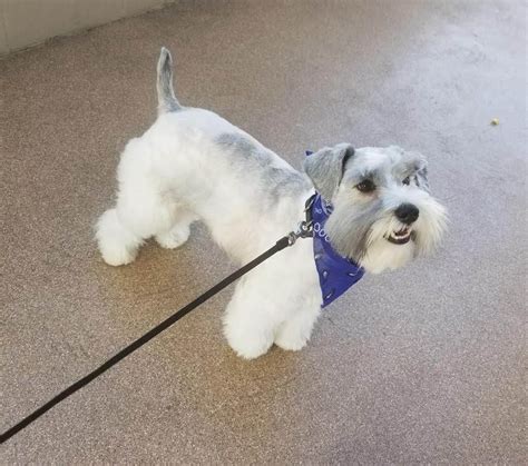 Find miniature schnauzer puppies and breeders in your area and helpful miniature schnauzer information. Miniature Schnauzer Puppies For Sale | Phoenix, AZ #310819