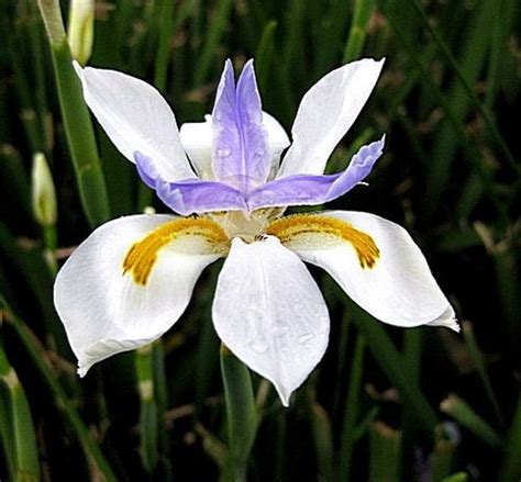 Check spelling or type a new query. African Iris Dietes iridioides