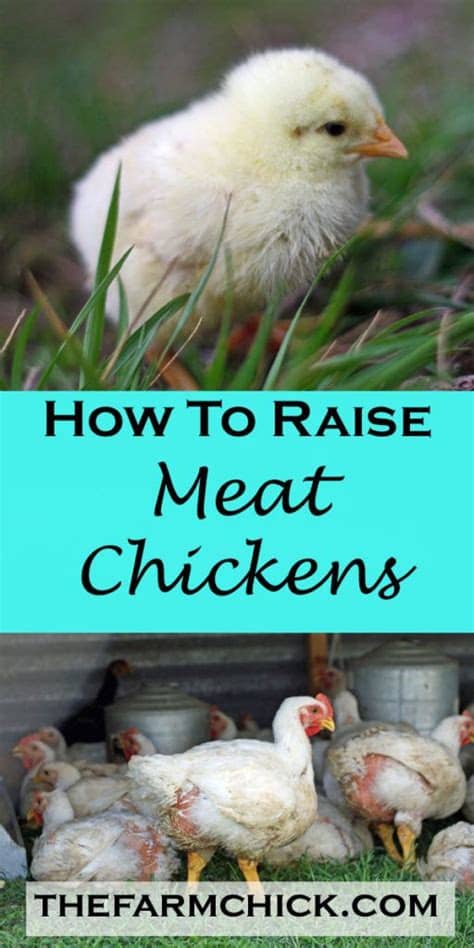 There are all kinds of products available that work for chickens, even down to wood shavings from a pet store that you would use for. How to Raise Meat Chickens | Raising meat chickens, Meat ...