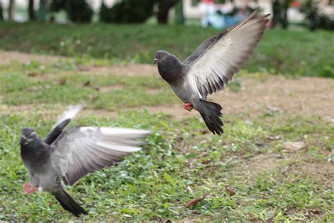 Flying Pigeon - Pentax User Photo Gallery