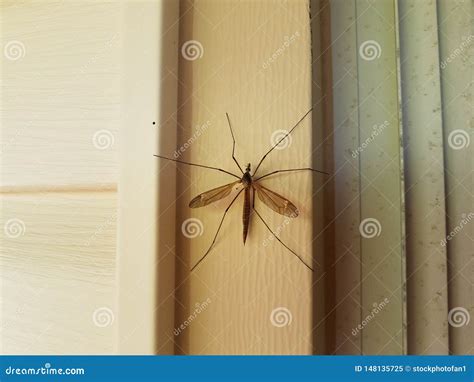 Mosquito Eaters Crane Fly