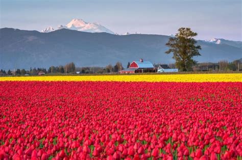 Excursion Earth On Twitter Skagit Valley Spring Destinations Earth