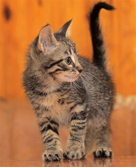 Cute Tabby Kitten Stock Image Image Of Face Furry Cute 33585481