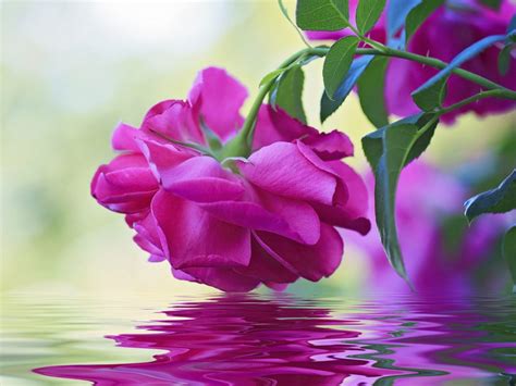 Beautiful Flower Pink Rose Green Leaves Reflection In Water Wallpaper