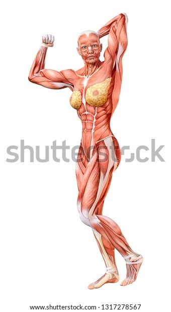 3D Rendering Of A Female Figure With Muscle Maps Isolated On White