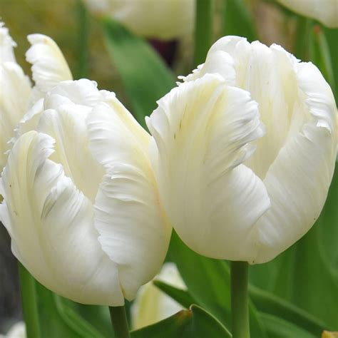 Buy Parrot Tulip Bulbs Tulipa White Parrot