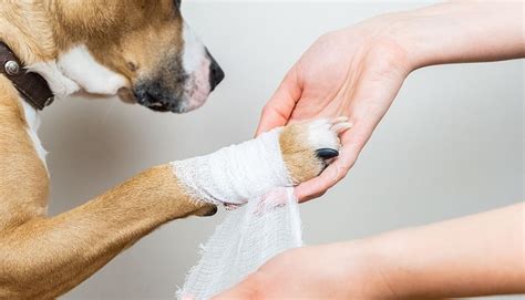 Pin On Dog Cuts First Aid