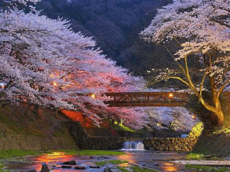 My Amazing World Beautiful Cherry Trees In Kyoto Japan Natural Beauty