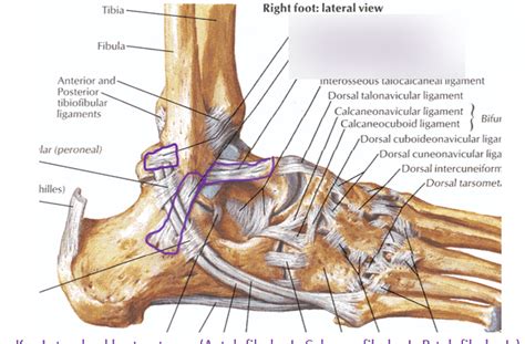 Foot Ligaments Omm Diagram Quizlet