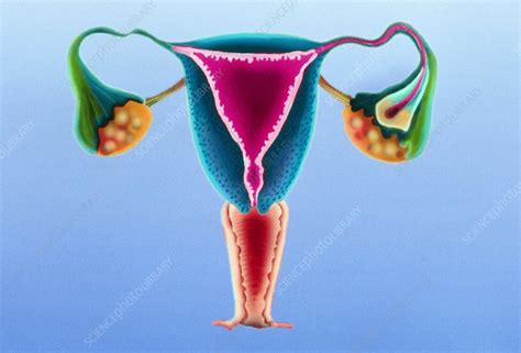 Artwork Of The Female Reproductive System Stock Image P Science Photo Library