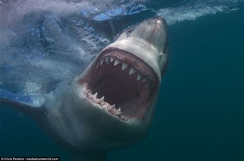 American Photographer Captures Great White Sharks Teeth