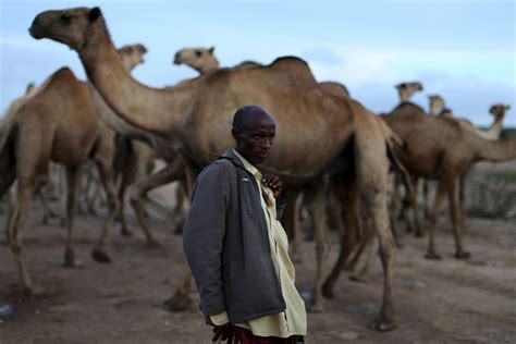 Struggling For Survival In Drought Hit Somaliland