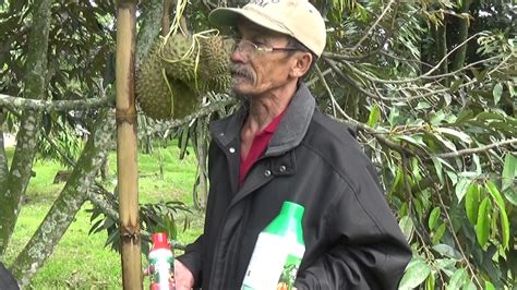 Ini diakui peniaga durian, norifshan asril, 17, dari kampung iboi. APLIKASI DI GROW UNTUK TANAMAN DURIAN TANPA MUSIM DIWARUNG ...