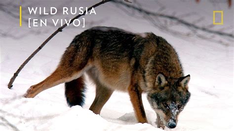 Wild Rusia Siberia Nat Geo Youtube