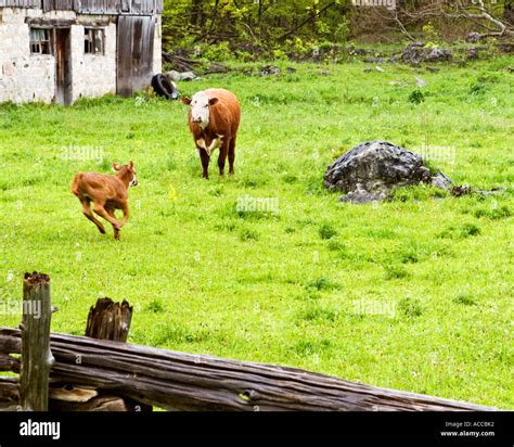 Cow Watching Over Her Calves Stock Photo Alamy