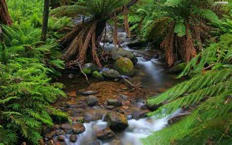 Forest Stones Fern Stream Flowers Wallpapers 1920x1200