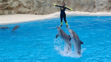 Dolphins Show And Swimming With Dolphins In Kemer Antalya Vigo Tours
