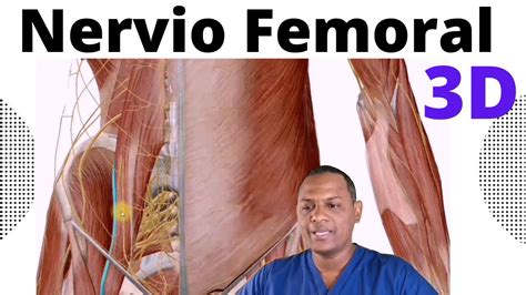 Anatomía Del Nervio Femoral 2020 Youtube