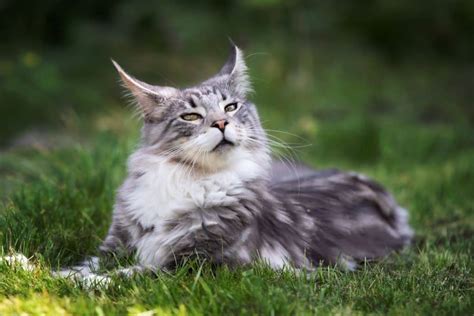 Where Are Maine Coon Cats From Real Origin