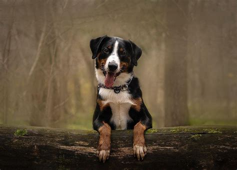 15 Amazing Facts About Entlebucher Mountain Dogs You Probably Never