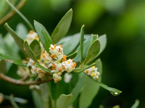 Wann und wie der rückschnitt klappt. Olivenbaum BlÃŒte - so blÃŒht Euer Olivenbaum (mit Bildern ...