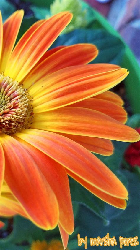 Pin By Rhonda Proffitt On Daisies Beautiful Flowers Flowers Birds
