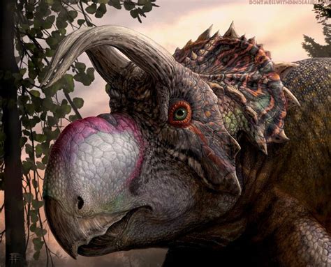 A New Species Of Ceratopsian Dinosaur Found In Montana Nicknamed As