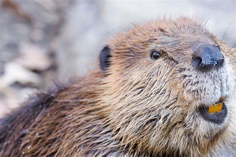 Northern Virginia Seems To Have A Rabid Beaver Problem Grist