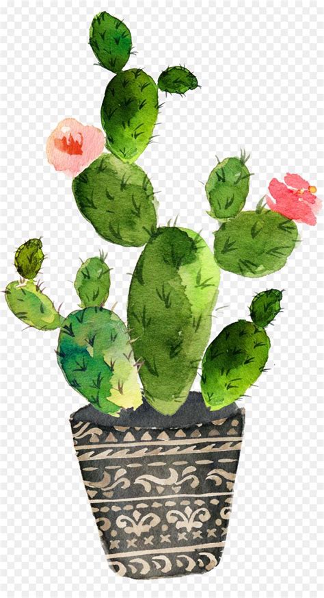 Cactaceae Watercolor Painting Art Drawing Green Prickly Pear Cactus